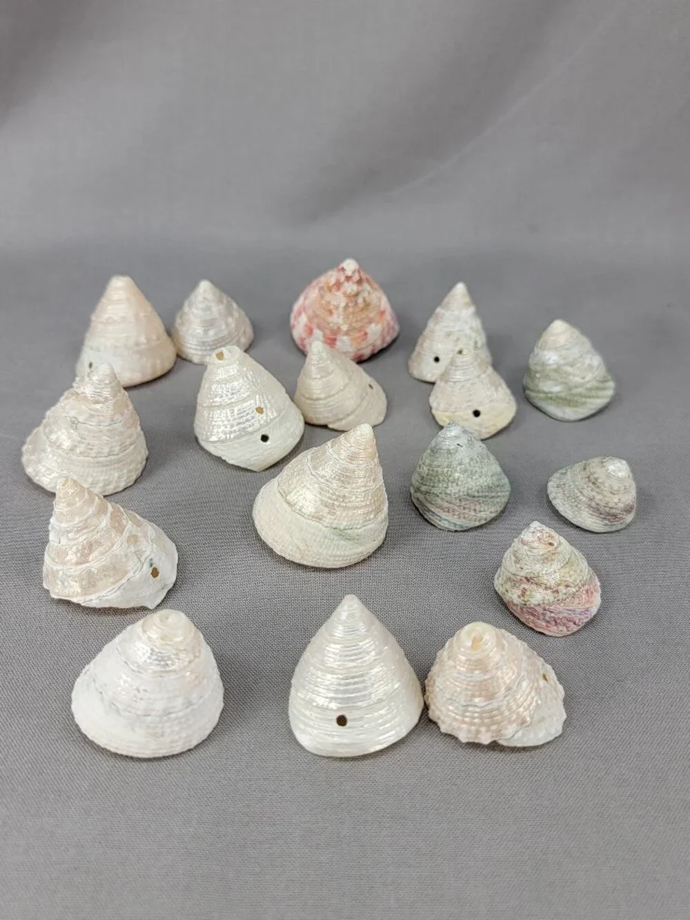 Top Trochus Shell Seashell Lot of 17 Nautical Beach Ocean Decor Crafts